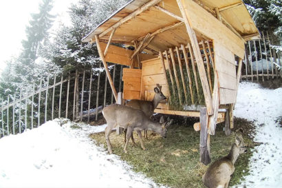 Eindämmung Verbissschäden - Vorteile Ennstaler Wildfutter