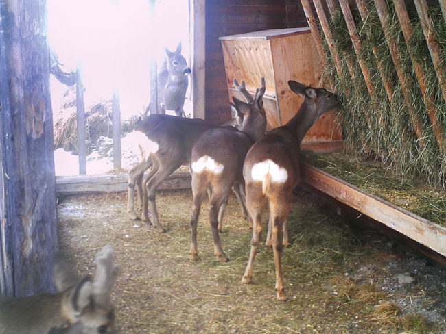 Gesundes Wild durch Ennstaler Wildfutter