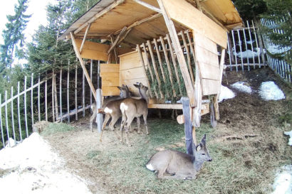 Ennstaler Wildfutter - Erfahrungsberichte