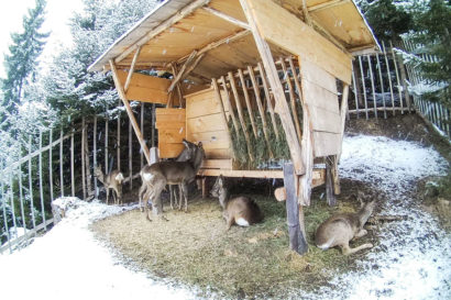 Ennstaler Wildfutter - Erfahrungsberichte