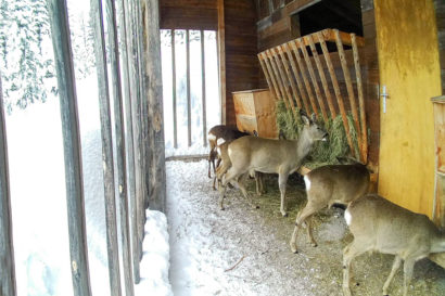 Ennstaler Wildfutter - Erfahrungsberichte