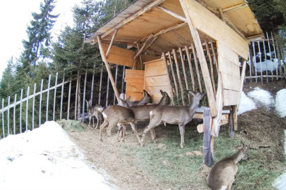 Ennstaler Wildfutter - Erfahrungsberichte