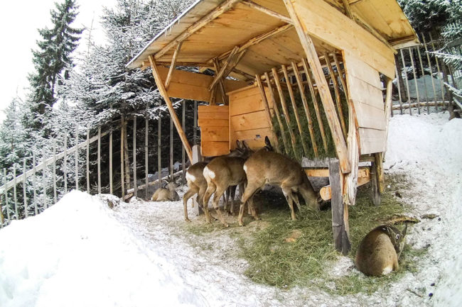 Erfahrungsbericht - Ennstaler Wildfutter