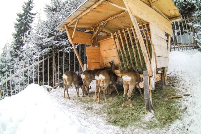 Erfahrungsbericht - Ennstaler Wildfutter