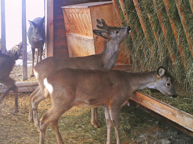 Gesundes Wild durch Ennstaler Wildfutter