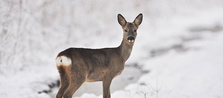 Ennstaler Wildfutter - Ergänzungsfutter für Rehwild