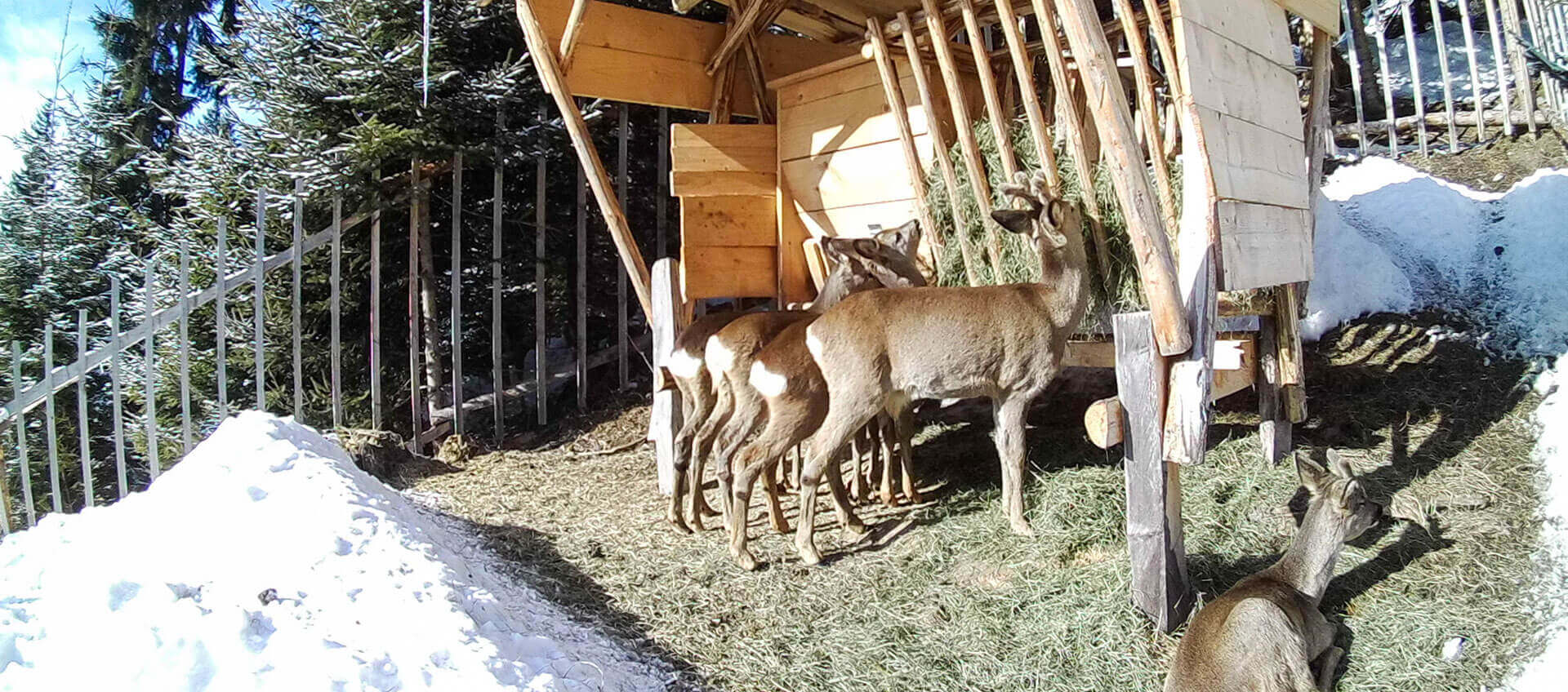 Ennstaler Wildfutter - Ergänzungsfutter für Rehwild