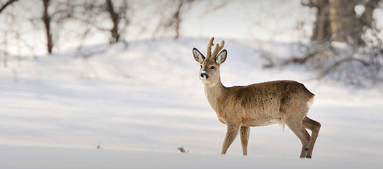 Ennstaler Wildfutter - Ergänzungsfutter für Rehwild