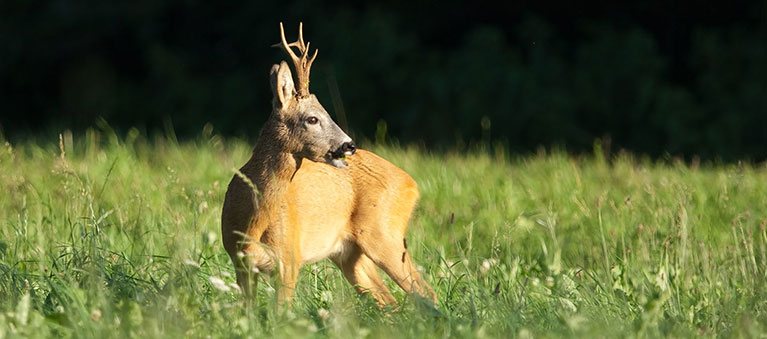 Ennstaler Wildfutter - Ergänzungsfutter für Rehwild