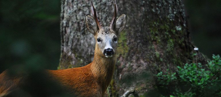 Ennstaler Wildfutter - Ergänzungsfutter für Rehwild