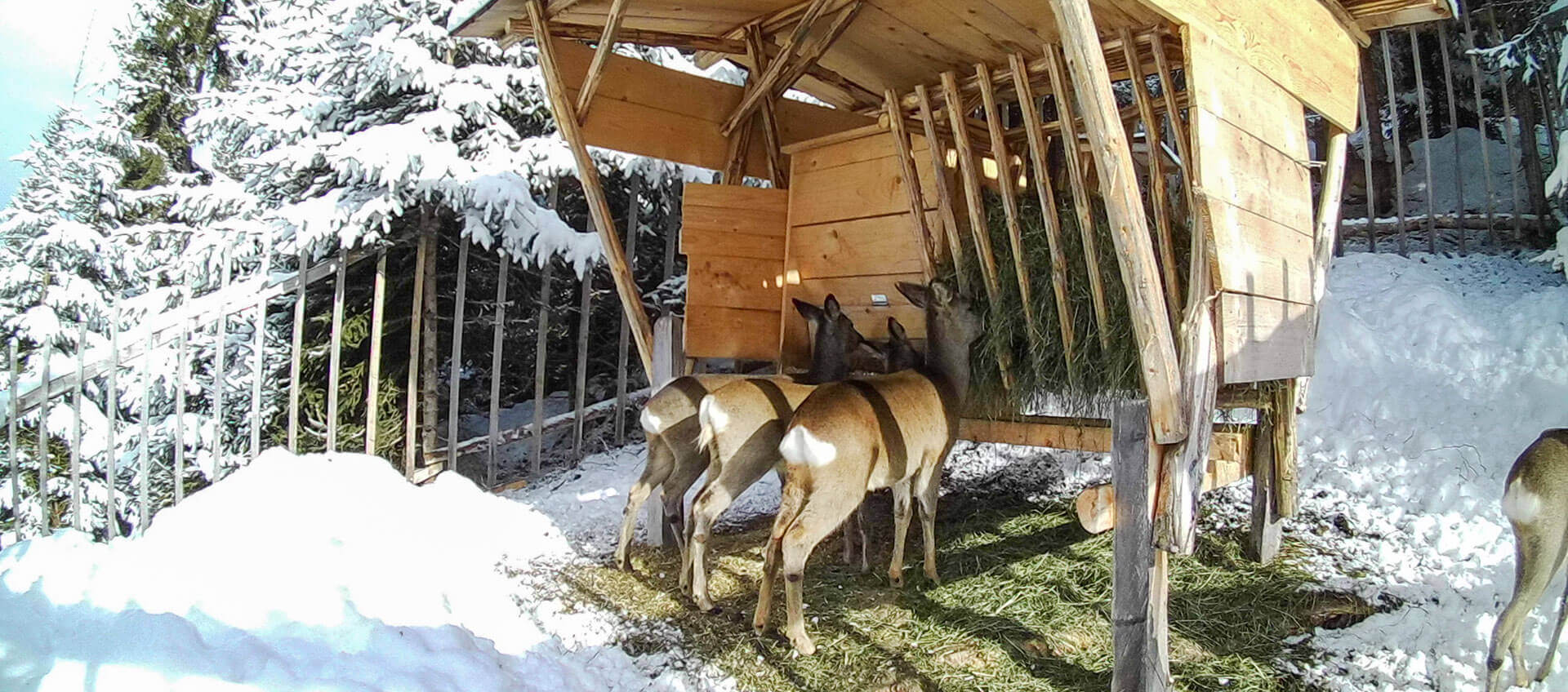 Ennstaler Wildfutter - Ergänzungsfutter für Rehwild