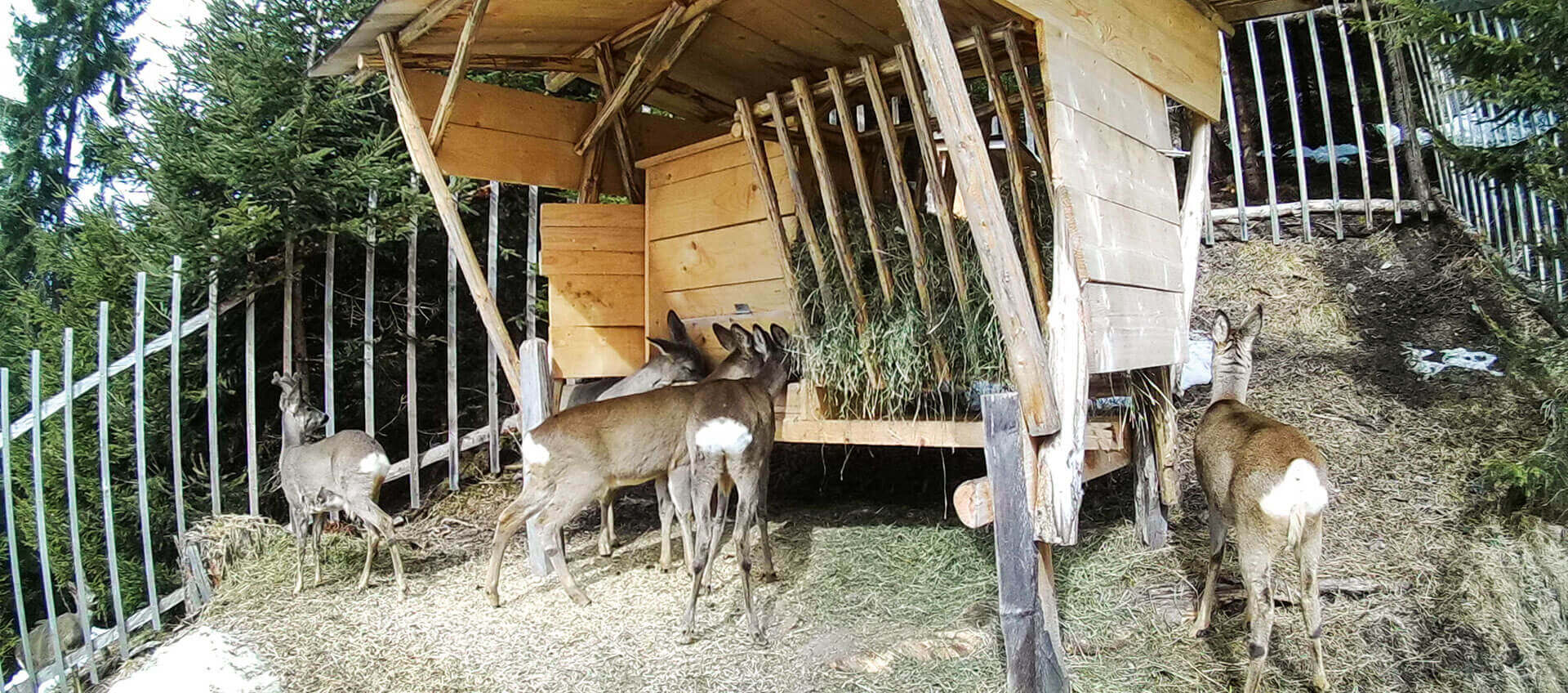 Ennstaler Wildfutter - Ergänzungsfutter für Rehwild