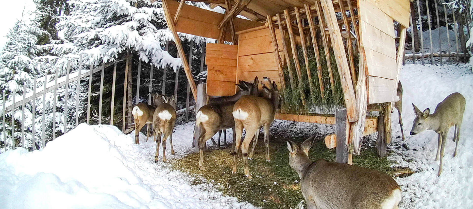 Ennstaler Wildfutter - Ergänzungsfutter für Rehwild