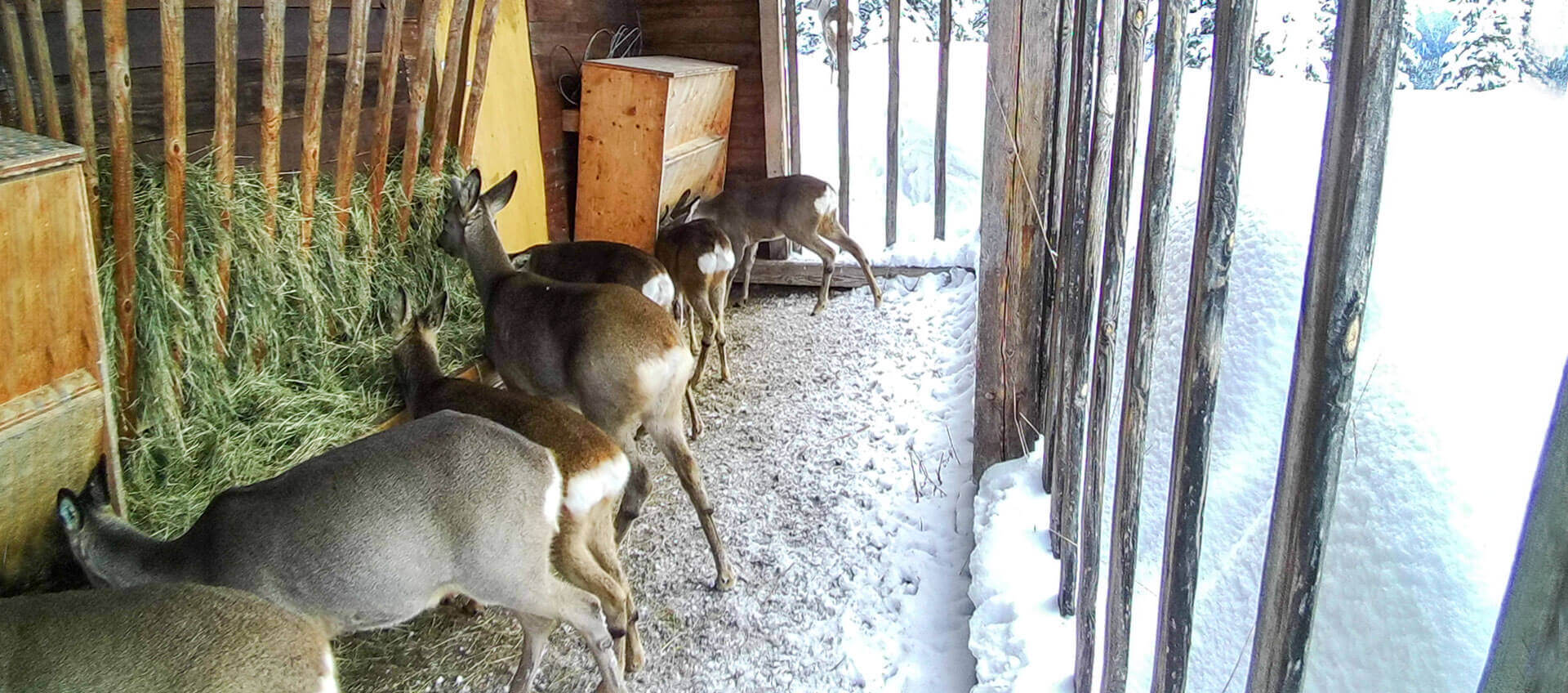 Ennstaler Wildfutter - Ergänzungsfutter für Rehwild