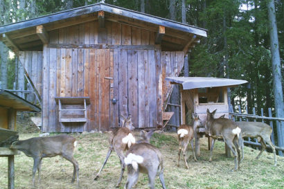 Tipps für die Fütterung mit Ennstaler Wildfutter