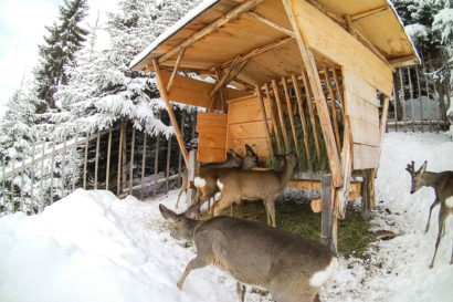 Tipps für die Fütterung mit Ennstaler Wildfutter