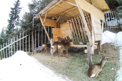 Funktion Wiederkäuer - Vorteile vom Ennstaler Wildfutter