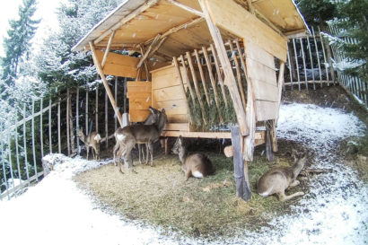 Funktion Wiederkäuer - Vorteile vom Ennstaler Wildfutter