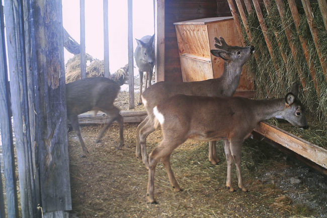 Gesundes Wild bei Fütterung mit Ennstaler Wildfutter