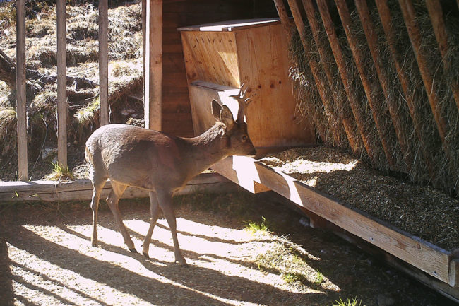 Starke Trophäen bei Fütterung mit Ennstaler Wildfutter