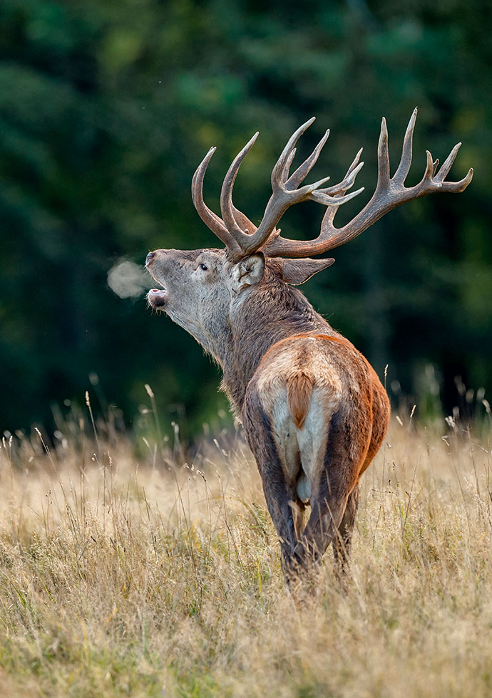 Wildfutter für Rotwild